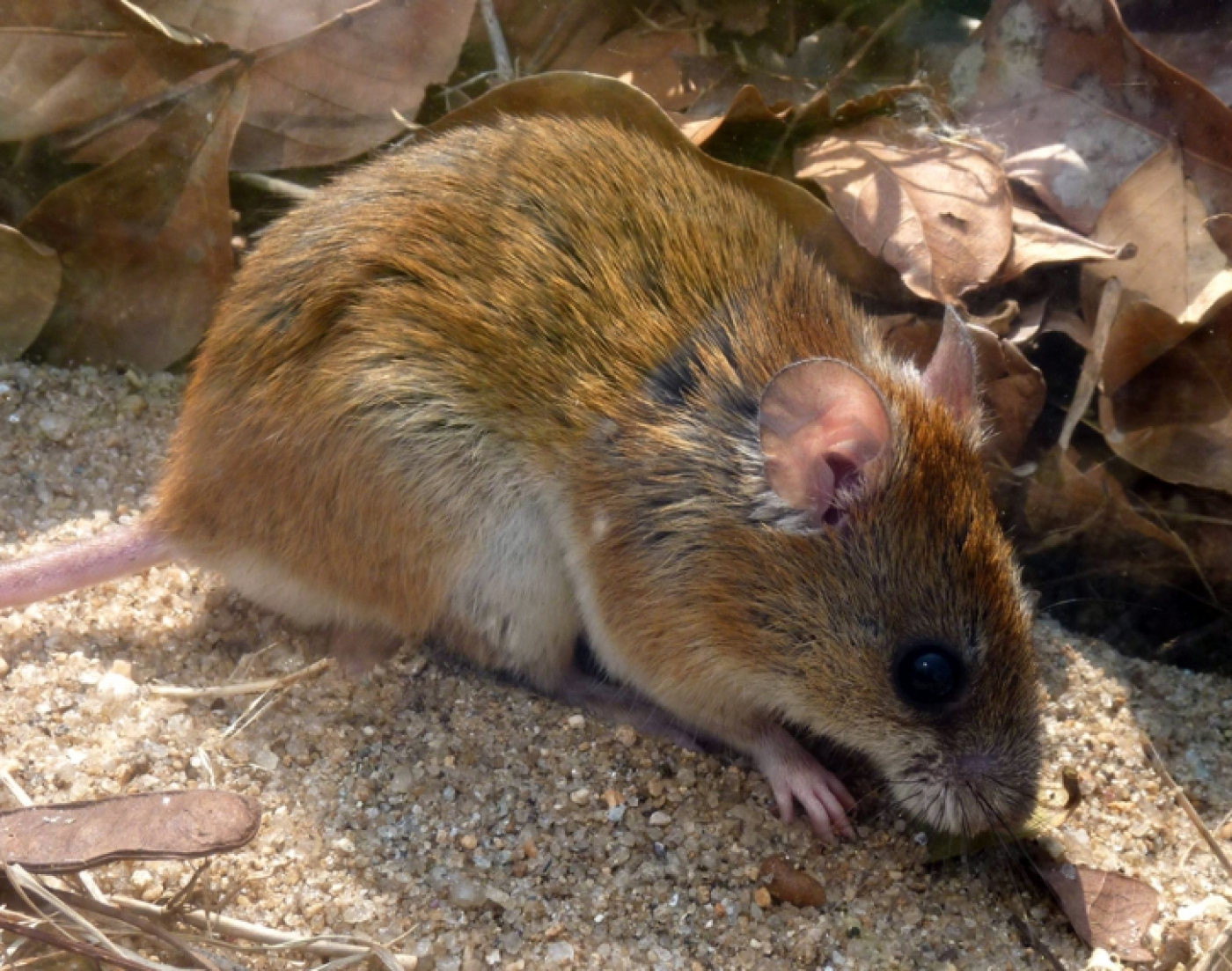 Ratos em casa não! Saiba como evitar e combater esta praga urbana